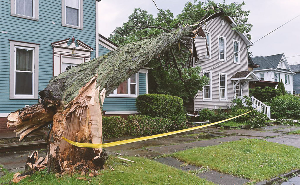 A large tree has fallen on the neighbors home
