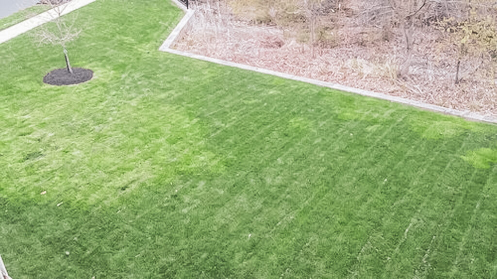 Greener grass from water main break