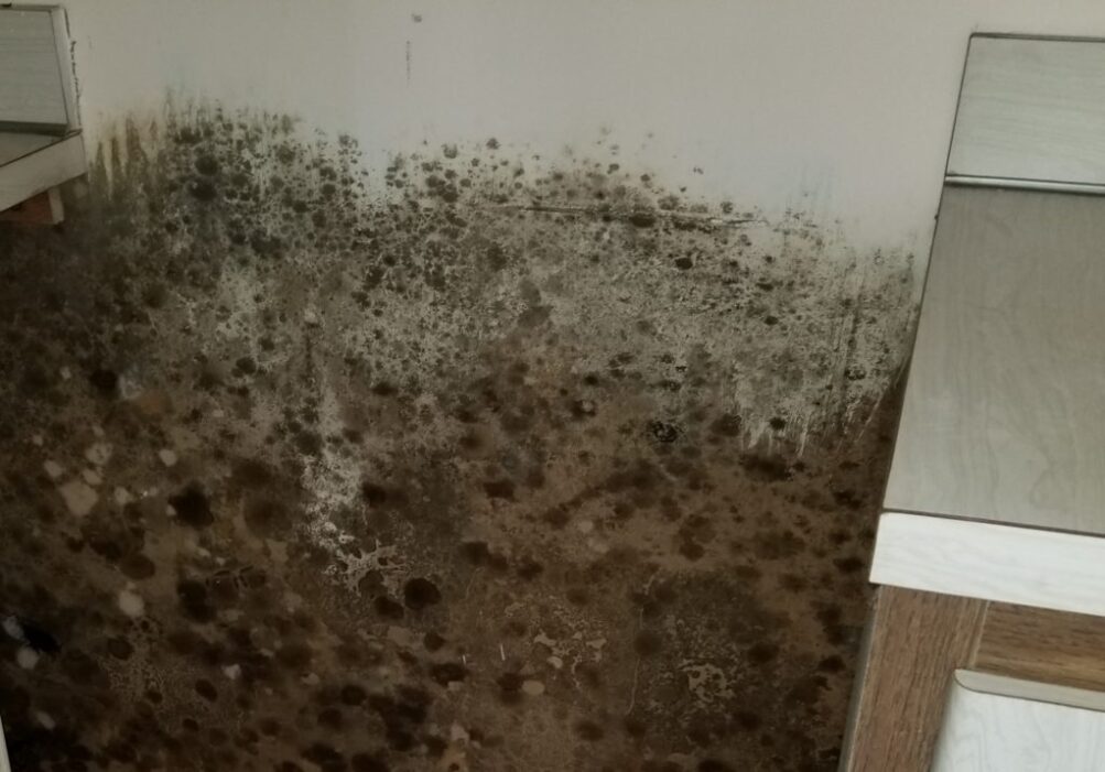 Mold exposed on the wall behind a kitchen appliance
