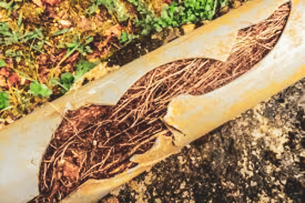 Roots encroaching into a drain pipe breaking it