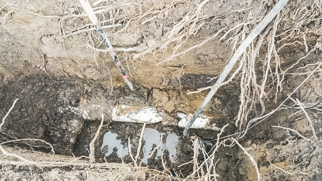 Tree roots break sewer pipe