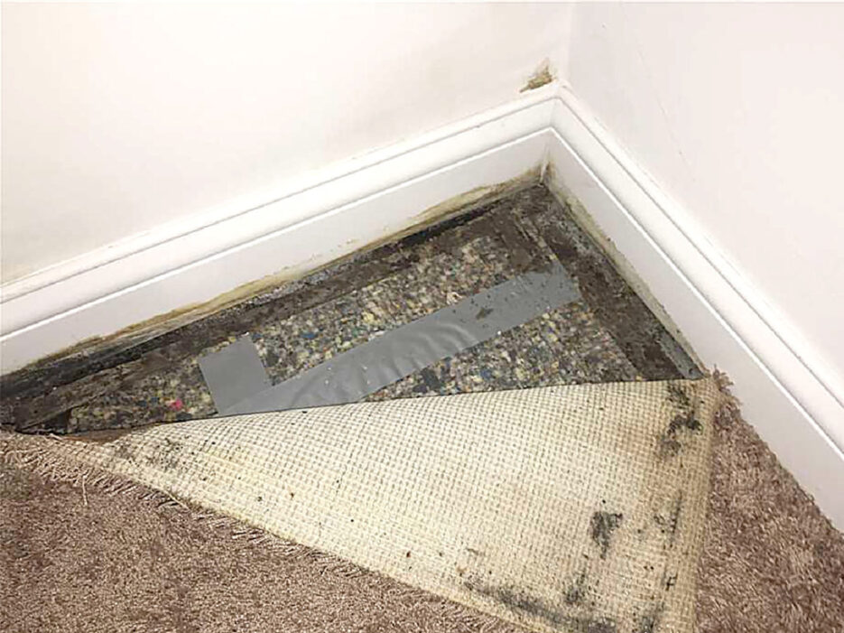 Water damage exposed as a carpet is pulled back